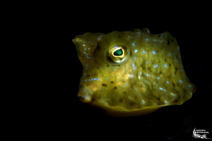 Juvenile cowfish :-D by Daniel Strub 